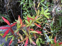 Berberis nantoensis