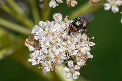 Physiphora alceae