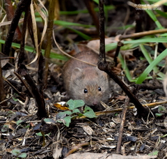 Clethrionomys gapperi
