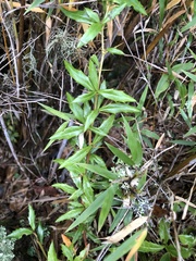 Berberis nantoensis