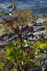 Angelica archangelica