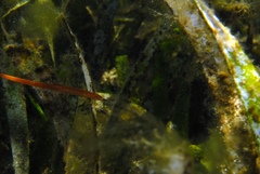 Pugnaso curtirostris