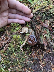 Lactarius fallax