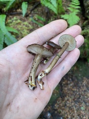 Lactarius fallax