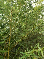 Bambusa vulgaris