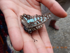 Graphium doson postianus