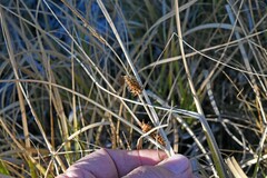 Carex utriculata