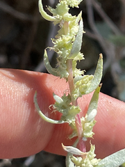 Atriplex barclayana