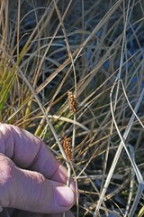 Carex utriculata