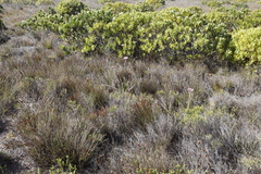 Leucadendron laureolum