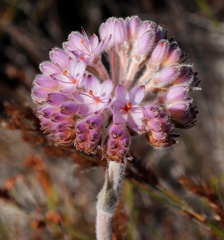 Dilatris corymbosa