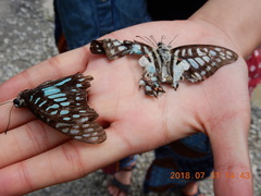 Graphium doson postianus