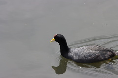 Fulica ardesiaca
