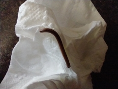 Cylindroiulus punctatus