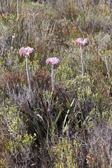Dilatris corymbosa