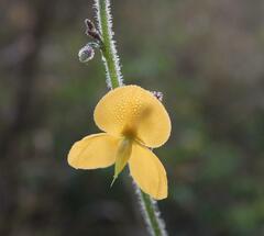Chapmannia floridana