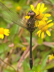 Dythemis