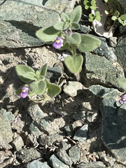 Pseudorontium cyathiferum