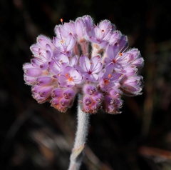 Dilatris corymbosa