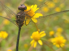Dythemis