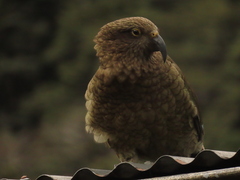 Nestor notabilis