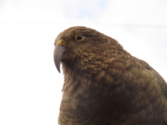 Nestor notabilis