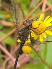 Dythemis