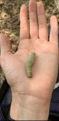 Sphingidae