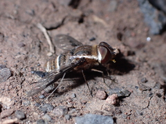 Exhyalanthrax simonae