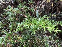 Berberis nantoensis