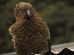 Nestor notabilis