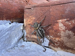 Hetrodes pupus