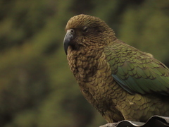 Nestor notabilis