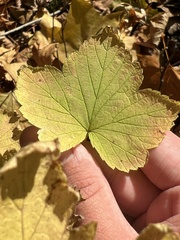 Ribes americanum