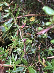 Berberis nantoensis