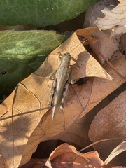 Melanoplus differentialis