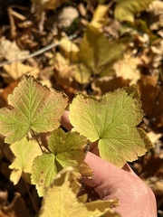 Ribes americanum