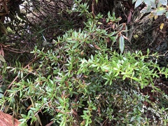 Berberis nantoensis