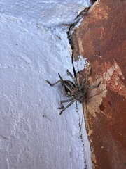 Hetrodes pupus