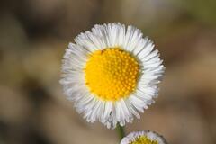 Erigeron quercifolius