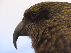Nestor notabilis