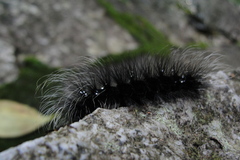 Apistosia judas