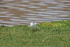 Chroicocephalus serranus