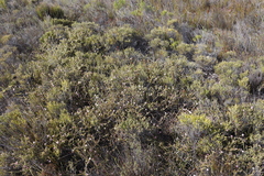 Diastella divaricata divaricata