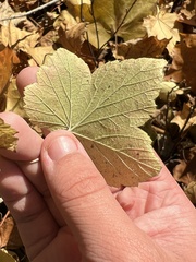 Ribes americanum
