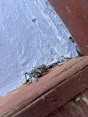 Hetrodes pupus