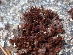 Andreaea
