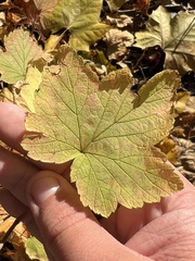 Ribes americanum