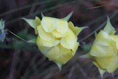 Opuntia humifusa