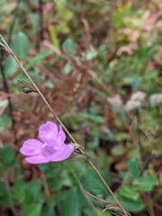 Agalinis setacea